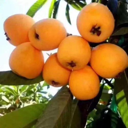 莆田最新爆料摘枇杷视频,最新视频曝光，金黄果实引游客纷至沓来